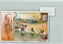 Vero Estratto Di Carne Liebig - Landwirtschaft Liebig