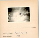 Möwe im Flug Foto montiert auf Karton Möwe FOTO KEINE AK
