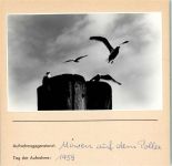 Möwen auf dem Poller Foto montiert auf Karton Möwe FOTO KEINE AK