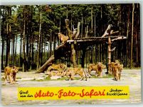 W4815 Stukenbrock Auto-Foto-Safari Löwengruppe Senne-Grosswild-Safari Löwe