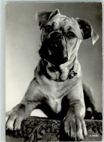 Boxer Foto AK