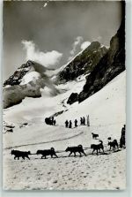 Jungfraujoch Schlittenhunde Polarhunde Hundeschlitten 1947