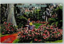 Miami - Garten Zypressen