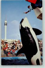 Freizeitpark Killer Whale Leap Marineland Wal