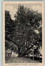 69151 W6903 Dilsberg - 1000jährige Linde