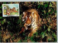 Tiger - WWF Karte mit Briefmarke - Maximum Card AK Raubkatze