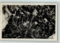 Alpiner Kunstverlag Hans Huber - Edelweiß Blume 1930