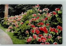 Rhododendren Büsche , gute Erhaltung Blume