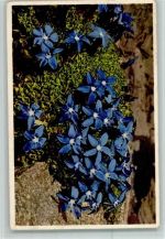 Alpenflora - Nr. 306 Bavarian Gentian AK Blume 1938