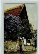 Nr. 2186 Haus mit Fliederbusch AK Nenke & Ostermaier 1910
