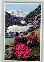 Alpenblumen Gletschernelke - Photochromie Blume