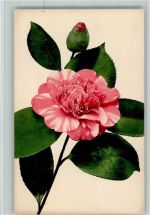 Farbenlichtdruck Nr. 573 - Blume Rose ca 1905 AK Gute Erhaltung Rommel