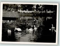 82347 W8139 Bernried , Starnberger See - Park von Schloss Hohenried Schwäne