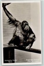 W1000 Berlin Mitte Zoologischer Garten Orang-Utan Weibchen Cleo mit Jungem Affe