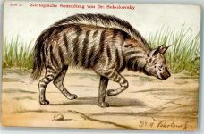 Gestreifte Hyaene Zoologische Sammlung Dr.Sokolowsky Blatt 17 Raubkatze Künstlerkarte