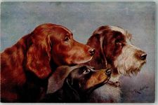 Irish Setter, Dackel und Griffon sign. Reichert Verlag TSN Serie 1233 Rückseite : Werbung Pharma Zyma gegen Hundestaupe Jagdhund Künstlerkarte