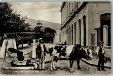 Madeira Foto AK Ochsenschlitten