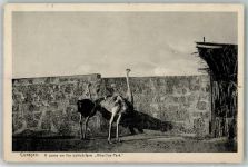 Willemstad Foto AK Wildtiere Emu Strauß