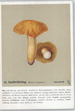 Nr. 32 Sandröhrling - Heil- und Nährkräfte aus Wald und Flur Pilz