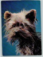 Junger Yorkshire Terrier Yorkshire Terrier