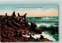 Seals on Seal Rocks, San Francisco USA Robbe