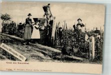 W6228 Rauenthal , Rheingau Weinlese August Winter Wein 1910
