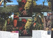 Lot mit 17 AK 2 doppelt Banane