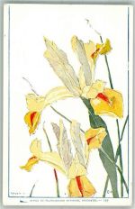 Nr. 139 Photographie Attinger Neuchatel sign. THD Blume 1900