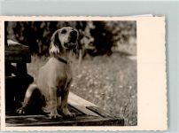 Ein aufmerksamer Hund Spaniel Foto AK