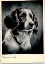 Ein English Springer Spaniel Spaniel Foto AK
