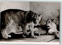 W2933 Jaderberg Raubkatzen Raubkatze FOTO KEINE AK