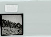 55585 W6551 Hochstätten , Kr Bad Kreuznach FOTO KEINE AK Weinlese