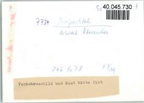 78086 W7734 Brigachtal FOTO KEINE AK Überanchen