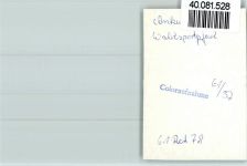 49577 W4554 Ankum FOTO KEINE AK Waldsportpfad