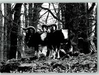 W3257 Springe , Deister Mufflon-Wild im Wisentgehege Tier FOTO KEINE AK