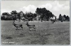 57632 W5232 Schürdt - Wildpark Waldhof