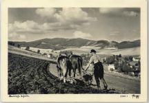 Feldarbeit, Pferde Tiergespann