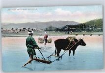 Arbeit im Reisfeld Volkstypen / Brauchtum Japan