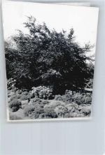 25718 W2228 Friedrichskoog , Dithm FOTO KEINE AK Foto mit Negativ