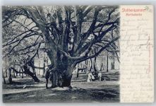 18546 O2331 Stubbenkammer - Baum Herthabuche