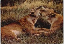 Mother und Child Safari Mombasa Löwe 1974