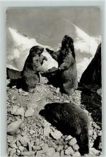 Murmeltiere 1957 AK Tier 1957