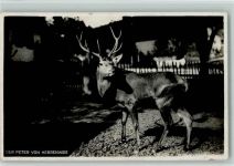 76596 W7564 Herrenwies , Baden - Der Peter von Herrenwies Hirsch