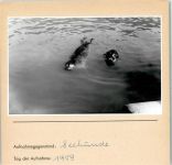 Foto montiert auf Karton Robbe FOTO KEINE AK