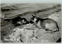 W2982 Norderney Hund mit Seehund Robbe