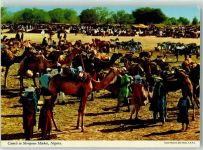Monguno - Camels in Monguno Market