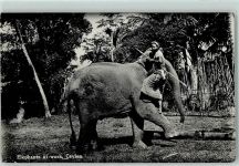 Colombo Arbeits-Elefant at work AK Volkstypen / Brauchtum Sri Lanka / Ceylon 1934 Foto AK