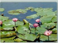 Tropische Seerose AK Seerose