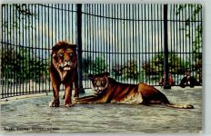 Basel Bâle Zoo Löwe