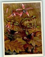 Nr. 627 Jean Zeltner - Spielbrettchen, gute Erhaltung Schmetterling 1944 Künstlerkarte